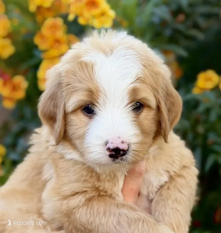 Bisbee – Bernedoodle puppy for sale in Gilbert, AZ