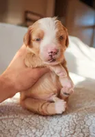 Bisbee, a male Bernedoodle for sale in Gilbert, AZ – Photo 2 of 3