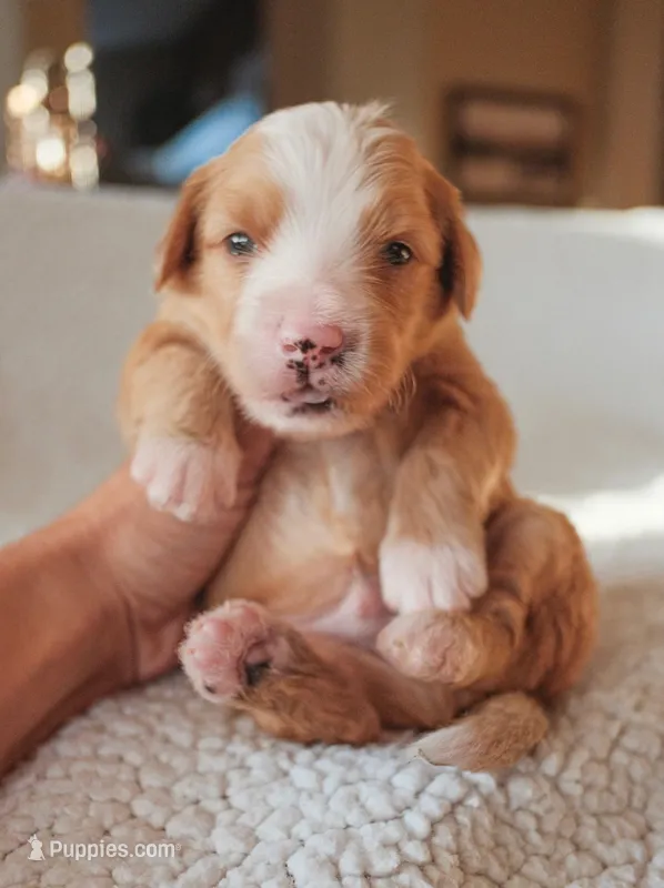 Bisbee – Bernedoodle puppy for sale in Gilbert, AZ