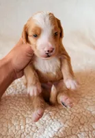 Bisbee, a male Bernedoodle for sale in Gilbert, AZ – Photo 3 of 3