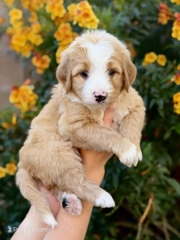 Bisbee – Bernedoodle puppy for sale in Gilbert, AZ