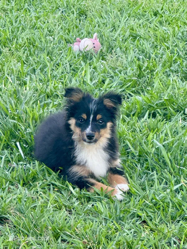 Blake – Toy Australian Shepherd puppy for sale in Troy, SC
