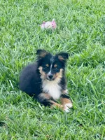 Blake, a male Toy Australian Shepherd for sale in Troy, SC – 1 of 5