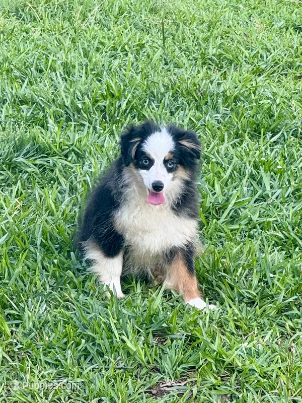 Betty – Toy Australian Shepherd puppy for sale in Troy, SC