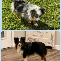 Betty, a female Toy Australian Shepherd for sale in Troy, SC – Photo 3 of 4