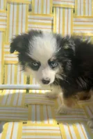 Betty, a female Toy Australian Shepherd for sale in Troy, SC – Photo 2 of 4