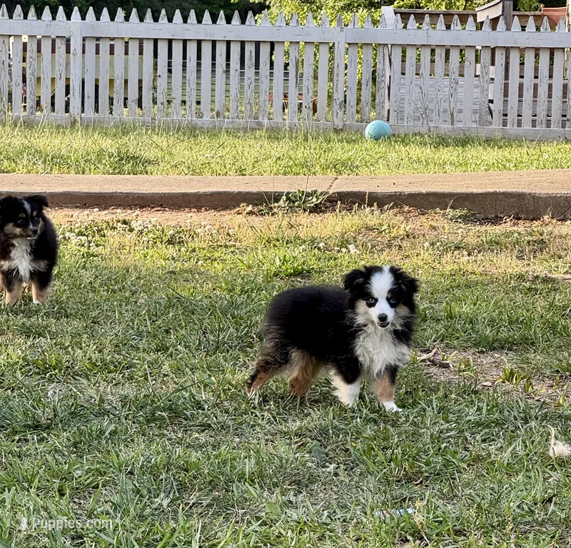 Betty – Toy Australian Shepherd puppy for sale in Troy, SC