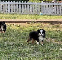 Betty, a female Toy Australian Shepherd for sale in Troy, SC – 1 of 5