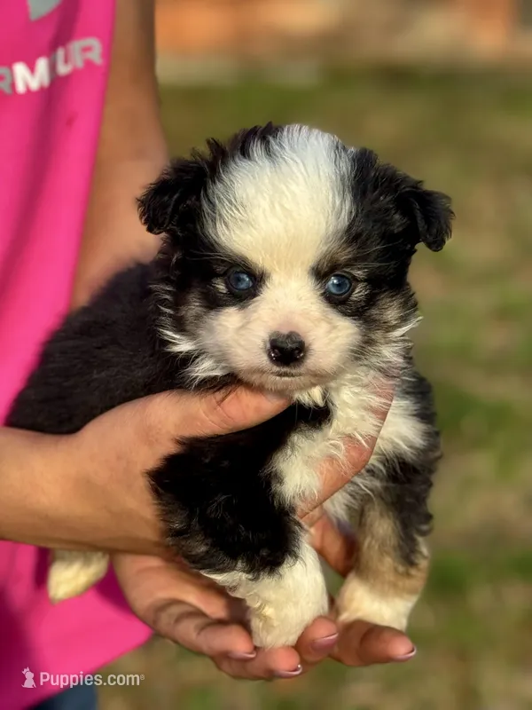 Betty – Toy Australian Shepherd puppy for sale in Troy, SC