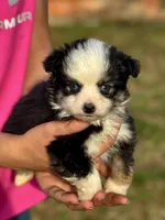 Betty, a female Toy Australian Shepherd for sale in Troy, SC – Photo 4 of 4