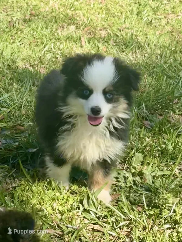 Betty – Toy Australian Shepherd puppy for sale in Troy, SC
