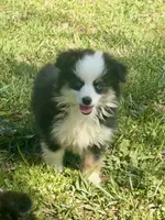 Betty, a female Toy Australian Shepherd for sale in Troy, SC – Photo 1 of 4