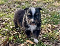Blake, a male Toy Australian Shepherd for sale in Troy, SC – Photo 2 of 4