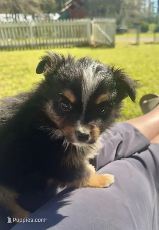 Blake – Toy Australian Shepherd puppy for sale in Troy, SC