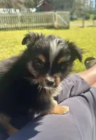 Blake, a male Toy Australian Shepherd for sale in Troy, SC – 2 of 6