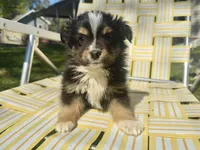 Blake, a male Toy Australian Shepherd for sale in Troy, SC – 3 of 6