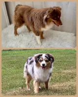 Blake, a male Toy Australian Shepherd for sale in Troy, SC – Photo 3 of 4