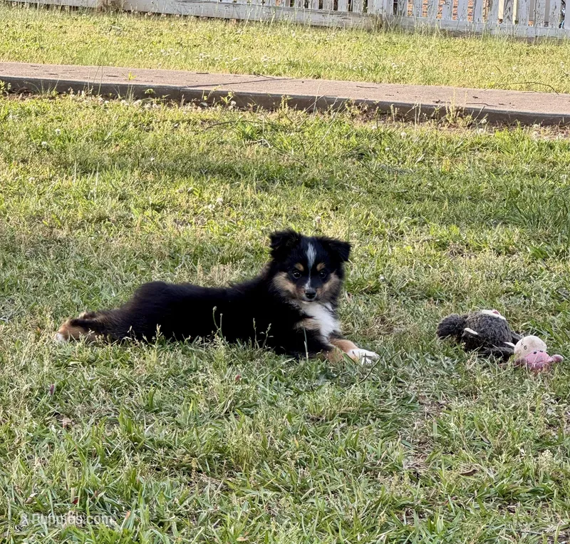 Blake – Toy Australian Shepherd puppy for sale in Troy, SC