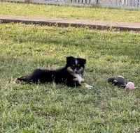 Blake, a male Toy Australian Shepherd for sale in Troy, SC – 1 of 6