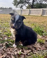 Blake, a male Toy Australian Shepherd for sale in Troy, SC – Photo 4 of 4