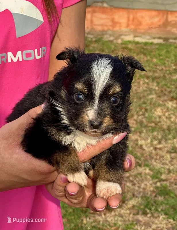 Blake – Toy Australian Shepherd puppy for sale in Troy, SC