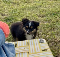 Blake, a male Toy Australian Shepherd for sale in Troy, SC – 6 of 6