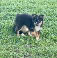 Blake, a male Toy Australian Shepherd for sale in Troy, SC – 2 of 5