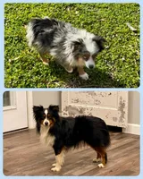 Blue, a male Toy Australian Shepherd for sale in Troy, SC – Photo 2 of 2
