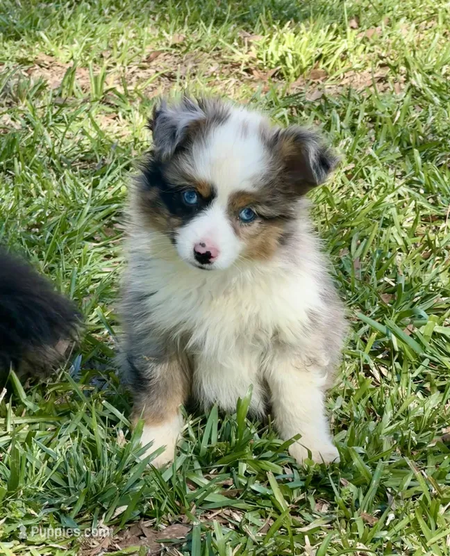 Blue – Toy Australian Shepherd puppy for sale in Troy, SC