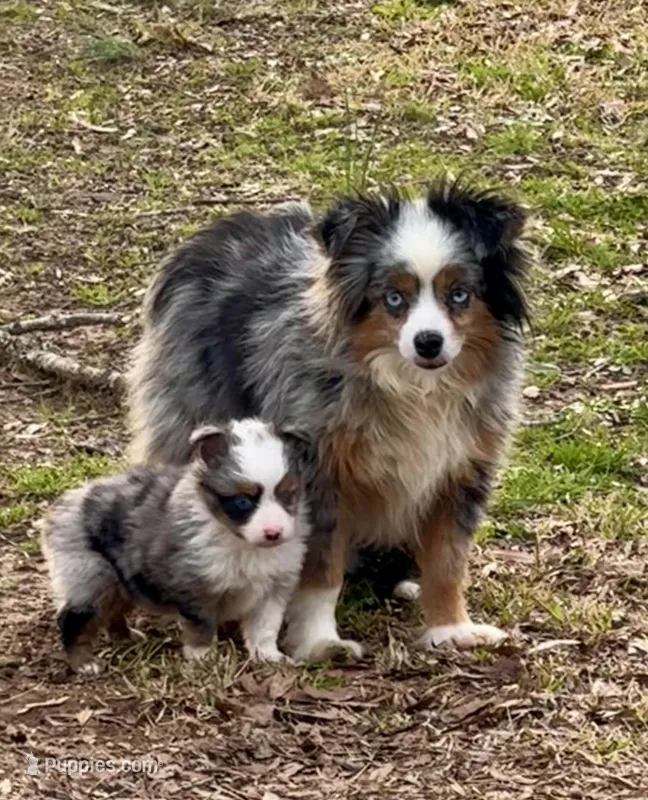 Blue – Toy Australian Shepherd puppy for sale in Troy, SC