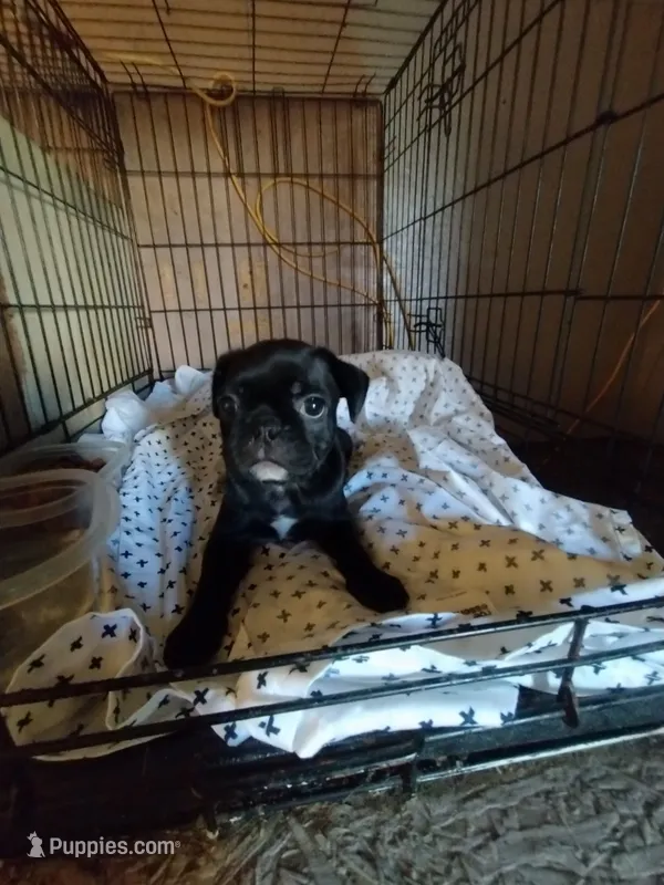 Annie – Bugg puppy for sale in Dayton, VA