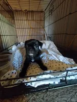 Annie, a female Bugg for sale in Dayton, VA – 2 of 3