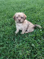Annie, a female Shorkie for sale in Dayton, VA – 2 of 3