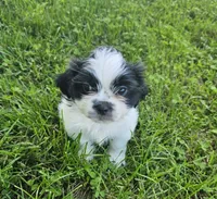 Razor, a male Shih Tzu for sale in Dayton, VA – 2 of 2