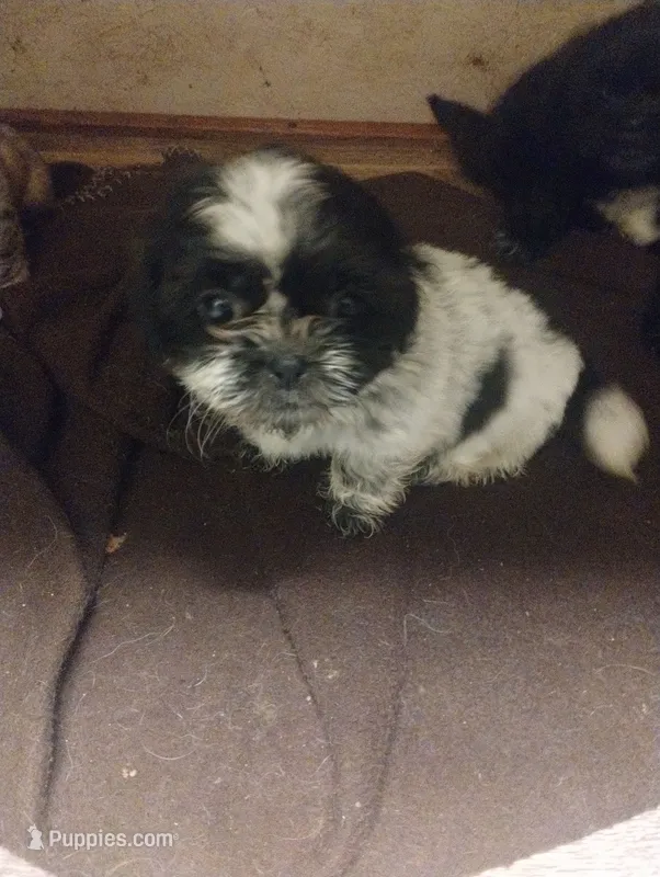 Shilo – Shih Tzu puppy for sale in Dayton, VA