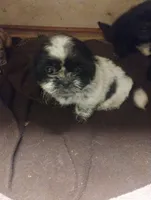 Shilo, a female Shih Tzu for sale in Dayton, VA – 1 of 1