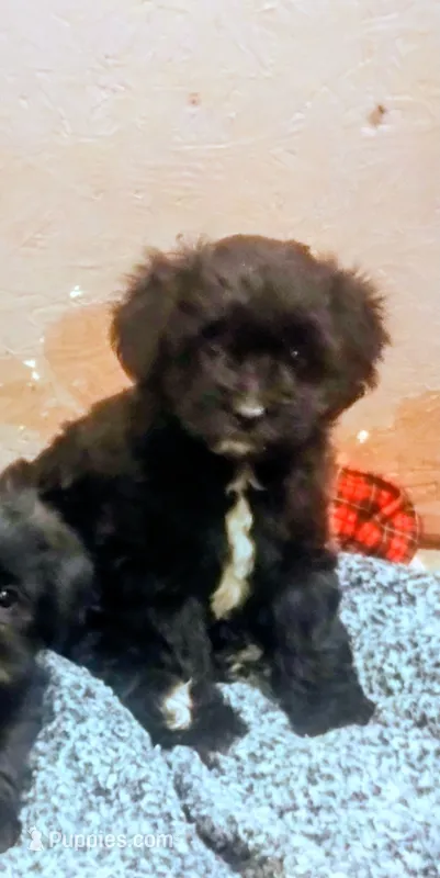 Sammy – Shorkie puppy for sale in Dayton, VA