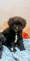 Sammy, a male Shorkie for sale in Dayton, VA – 1 of 3