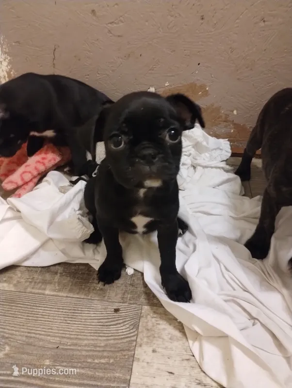 Burnie – Bugg puppy for sale in Dayton, VA