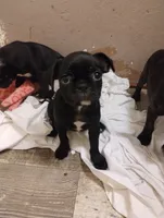 Burnie, a male Bugg for sale in Dayton, VA – 1 of 1