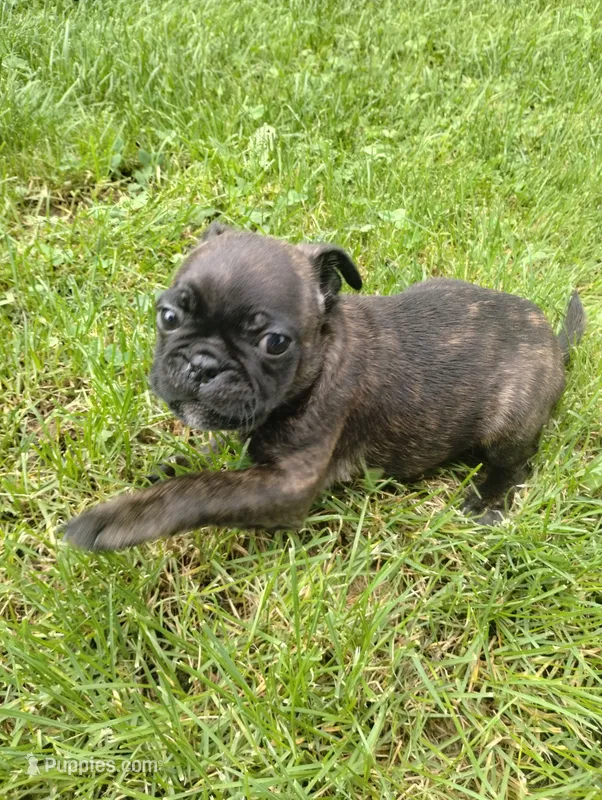 Jake – Bugg puppy for sale in Dayton, VA