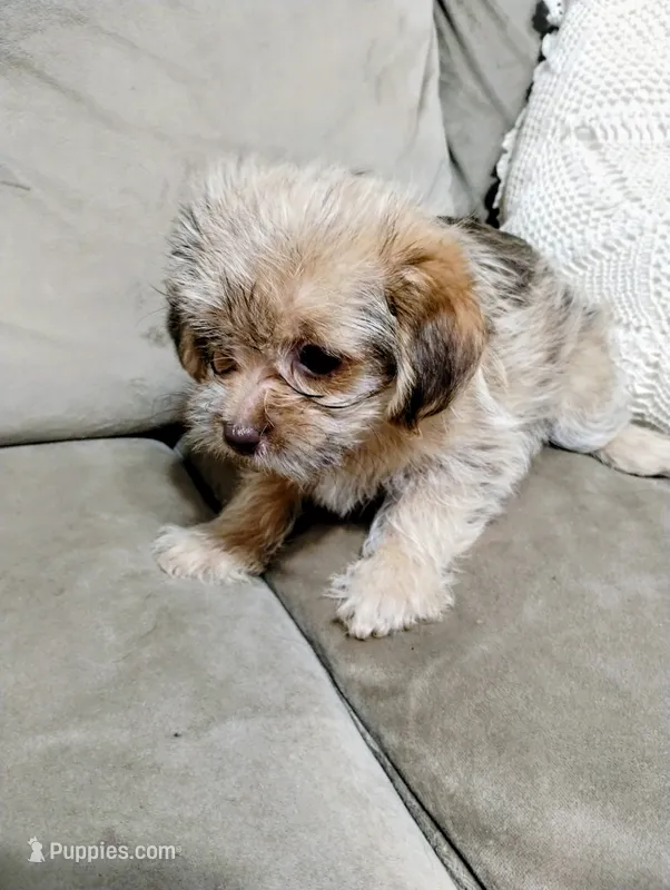 Annie – Shorkie puppy for sale in Dayton, VA
