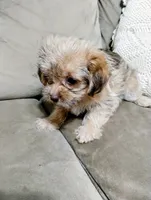 Annie, a female Shorkie for sale in Dayton, VA – 1 of 4