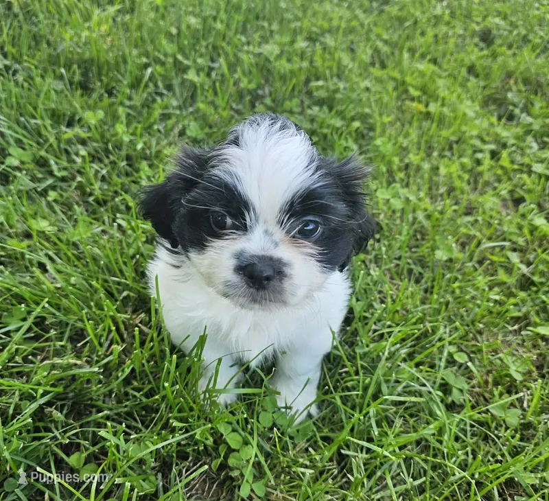 Sammy – Shih Tzu puppy for sale in Dayton, VA