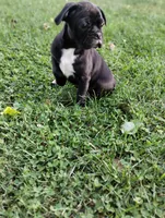 Sam, a male Bugg for sale in Dayton, VA – 2 of 2