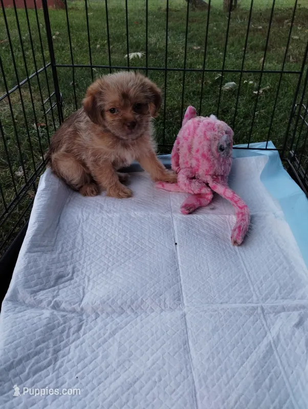Annie – Shorkie puppy for sale in Dayton, VA