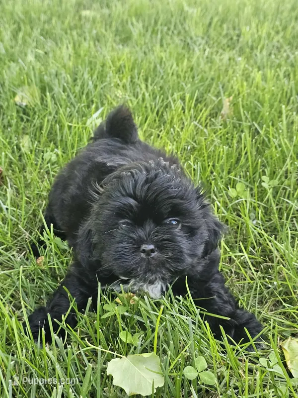 Doogie – Shih Tzu puppy for sale in Dayton, VA