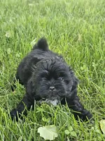 Doogie, a male Shih Tzu for sale in Dayton, VA – 1 of 1