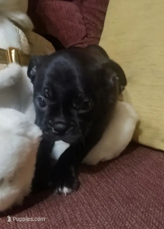 Annie – Bugg puppy for sale in Dayton, VA