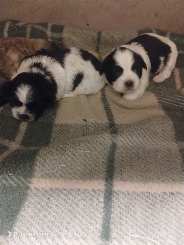 Razor – Shih Tzu puppy for sale in Dayton, VA